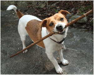 Dog with a stick
