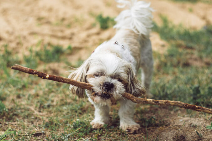 Dog with a stick