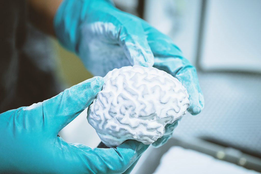 3D printed brain model