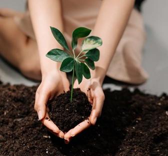 Plant in soil